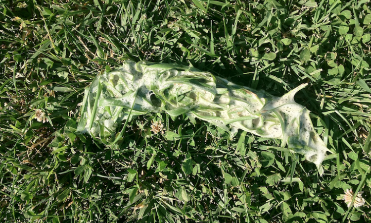 Il mio cane mangia l’erba e vomita. E’ normale ?